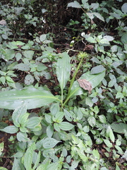 Scadoxus multiflorus