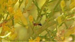 Dorymyrmex bicolor