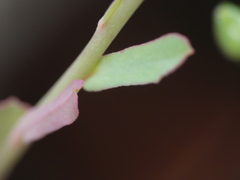 Euphorbia taurinensis