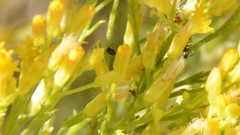 Dorymyrmex bicolor