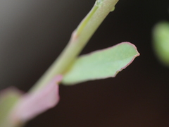 Euphorbia taurinensis