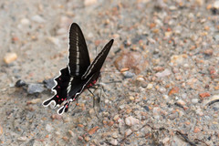 Parides bunichus