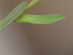 Euphorbia taurinensis