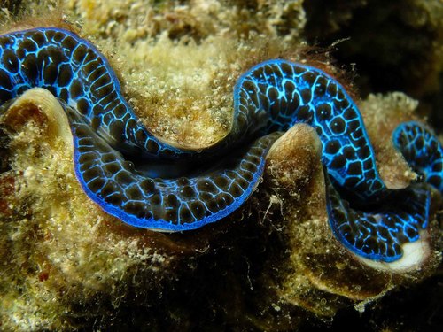 Photo of Maxima clam (Tridacna maxima)