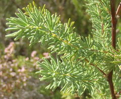 Asparagus rubicundus