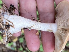 Leucocortinarius bulbiger