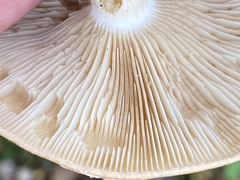 Leucocortinarius bulbiger