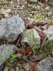 Euphorbia taurinensis