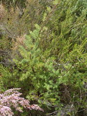 Asparagus rubicundus