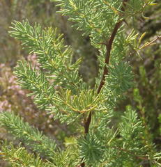 Asparagus rubicundus