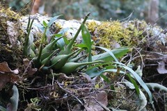 Prosthechea varicosa