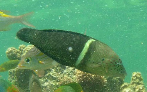 Clown wrasse