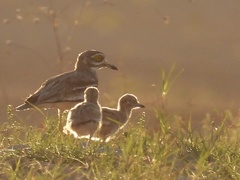 Stone-Curlew photo 6