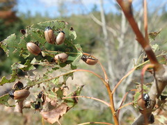 Chrysomela crotchi