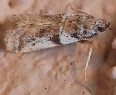 Laetilia dilatifasciella