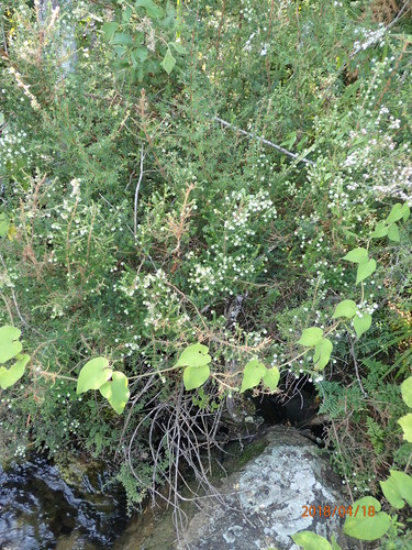 Image of Grassveld Heath (Erica cooperi) by no rights reserved