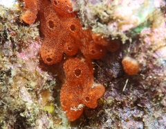 Polysyncraton lacazei