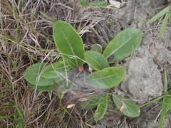 Gerbera piloselloides