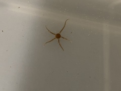 Amphipholis squamata