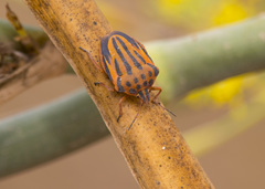 Graphosoma semipunctatum