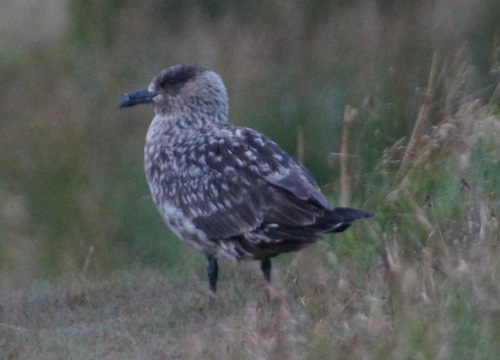 Págalo grande (Stercorarius skua)