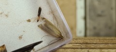 Schoenobius gigantella