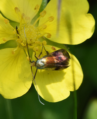 Nemophora fasciella