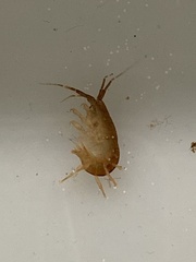 Gammarus oceanicus