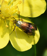 Nemophora fasciella