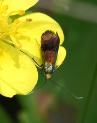 Nemophora fasciella