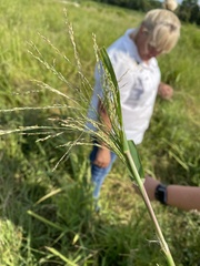Panicum dichotomiflorum dichotomiflorum