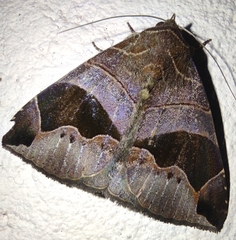 Bastilla joviana