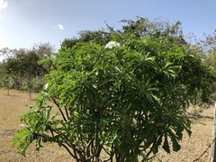 Plumeria pudica