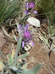 Centaurea triumfettii