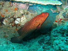 Epinephelus posteli