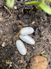 Camponotus floridanus