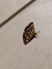 Pyrausta aurata