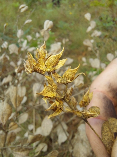 Image of Pediomelum canescens by (c) Athena Philips, some rights reserved (CC BY)