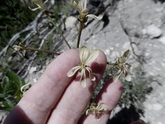 Pelargonium