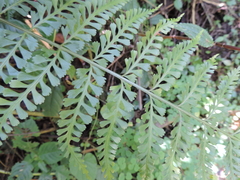 Asplenium bugoiense