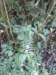 Asplenium bugoiense