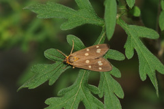 Dysauxes punctata