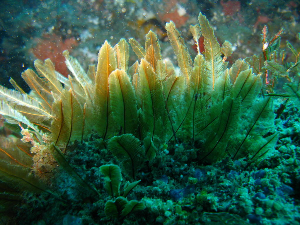 Lytocarpia formosa