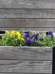Viola × wittrockiana