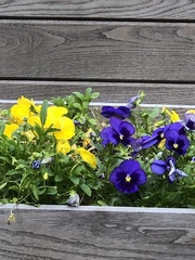 Viola × wittrockiana