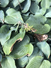 Hosta ventricosa