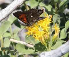 Phasis clavum erythema