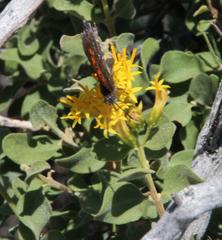 Phasis clavum erythema