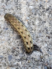 Prodeniini