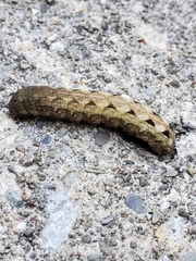 Prodeniini